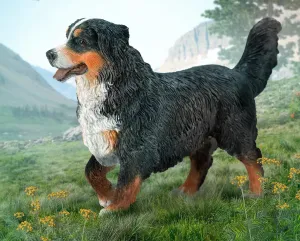 Bernese Mountain Dog