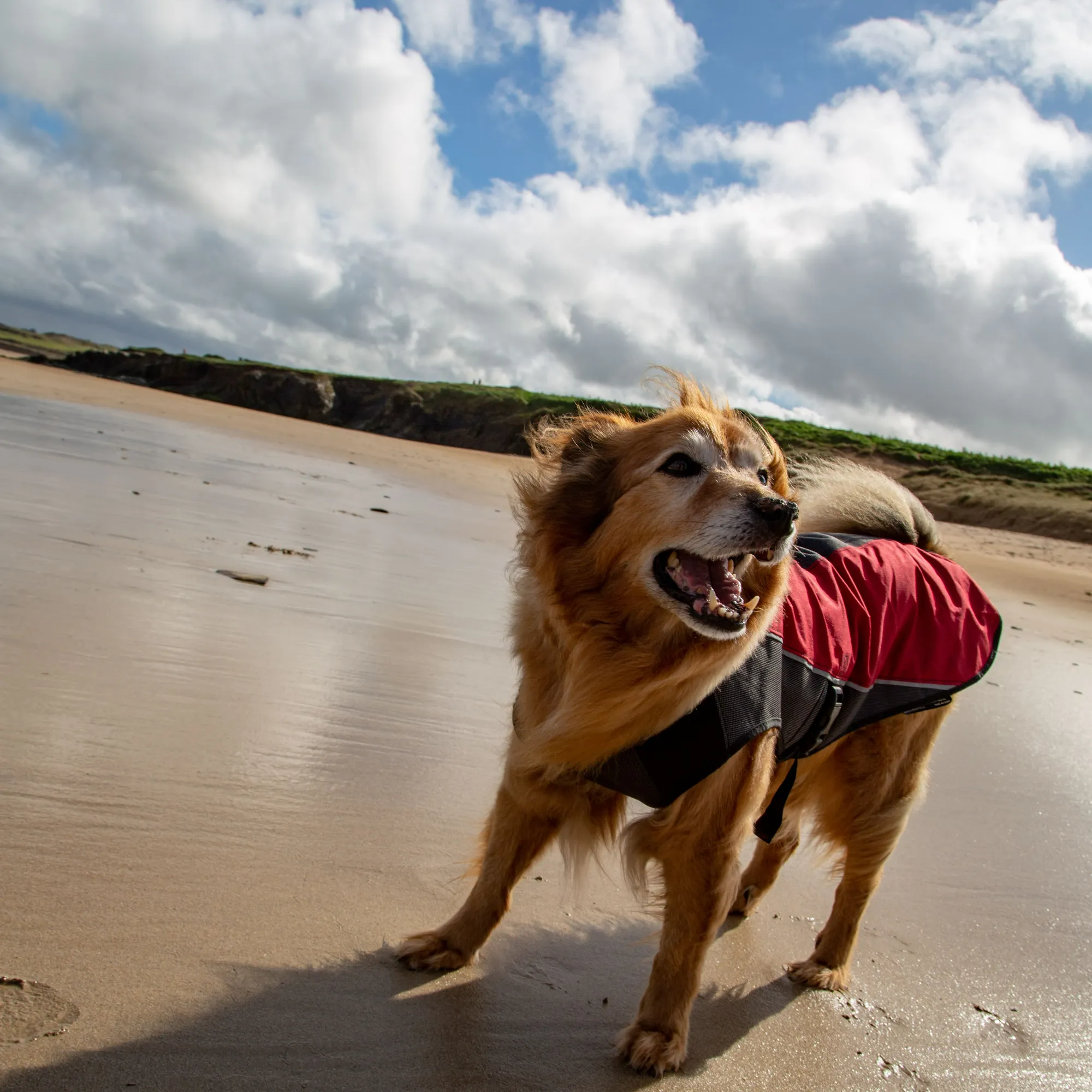 Element Dog Jacket