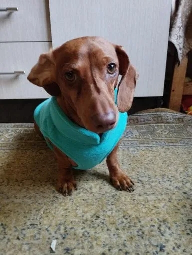 Fleece Dachshund Jacket