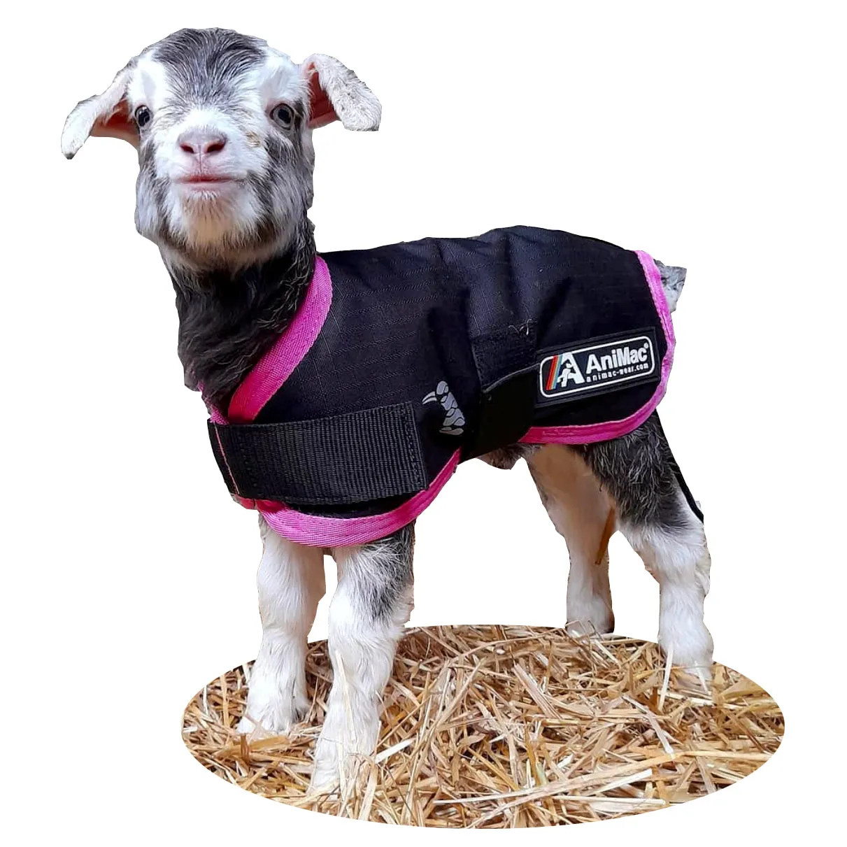 Lamb Coat | Waterproof